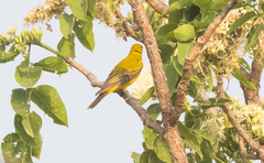 Oriolus auratus