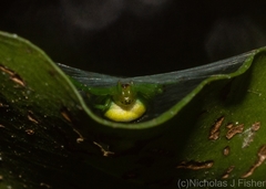 Bijoaraneus praesignis