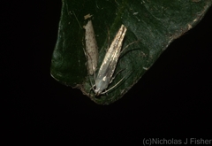 Thiotricha atractodes