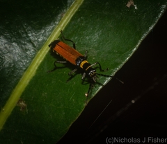 Chauliognathus atricornis