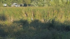 Ardea cinerea