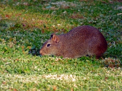 Cavia