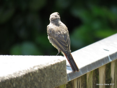 Phoenicurus ochruros