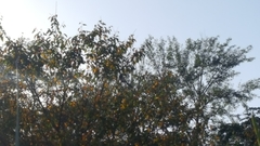 Pica serica