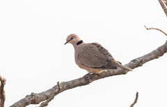 Streptopelia vinacea