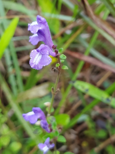 Image of Scutellaria havanensis by (c) Tom Field, some rights reserved (CC BY)