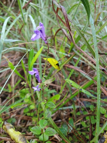 Image of Scutellaria havanensis by (c) Tom Field, some rights reserved (CC BY)