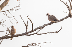 Streptopelia vinacea