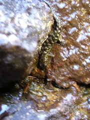 Desmognathus imitator