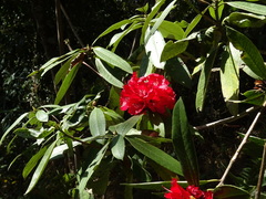 Rhododendron arboreum