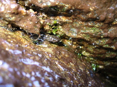 Desmognathus imitator