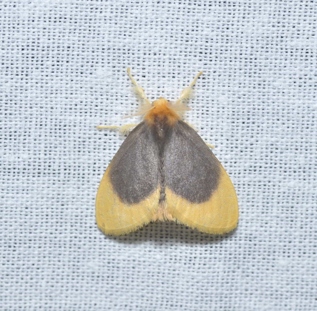 Toxoproctis cosmia