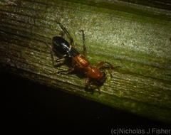 Tarsostenodes leucogramma