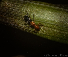 Tarsostenodes leucogramma