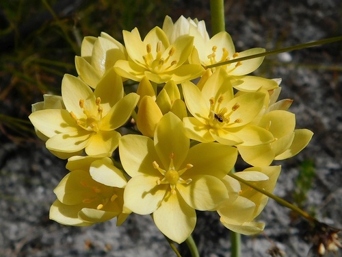 Ornithogalum dubium