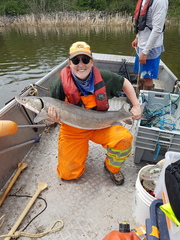 Acipenser fulvescens