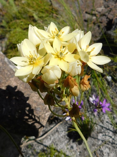 Ornithogalum dubium
