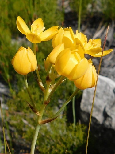 Ornithogalum dubium