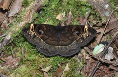 Erebus hieroglyphica