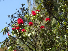 Rhododendron arboreum