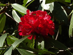 Rhododendron arboreum