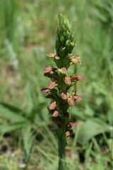 Disa brevicornis