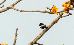 Melaniparus guineensis