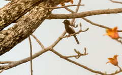 Melaniparus guineensis