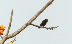 Melaniparus guineensis