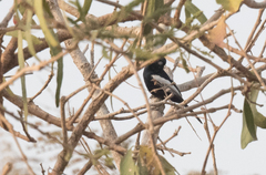 Melaniparus guineensis