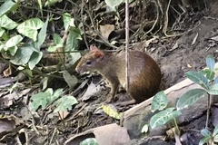 Dasyprocta variegata