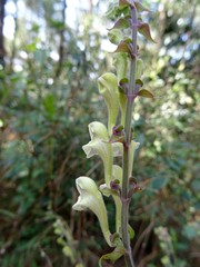 Scutellaria scandens