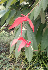 Amherstia nobilis
