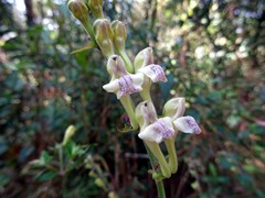 Scutellaria scandens
