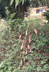 Amherstia nobilis