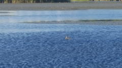 Podiceps cristatus