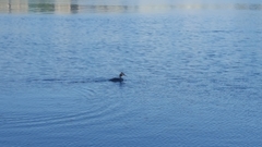 Podiceps cristatus