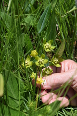 Asclepias fulva