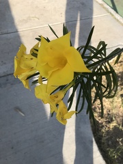 Cascabela thevetioides