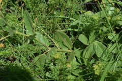 Asclepias fulva