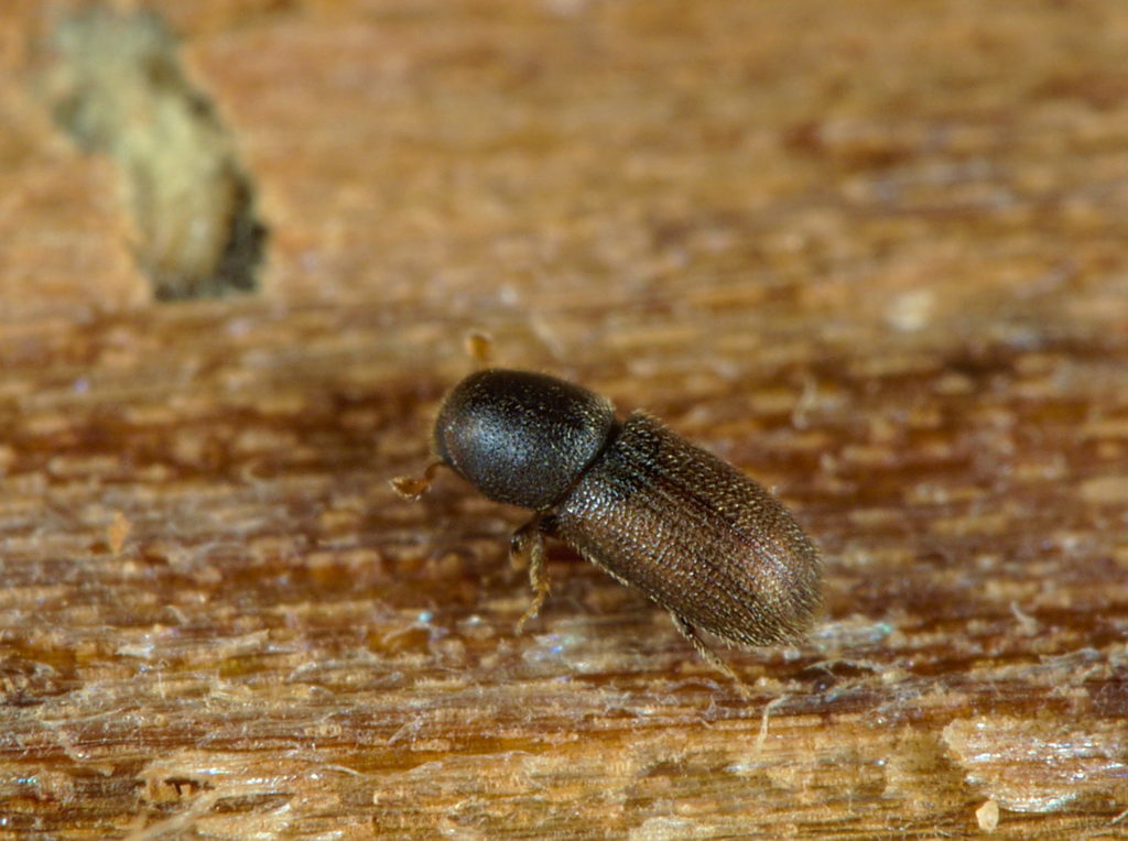 Crypturgus cinereus