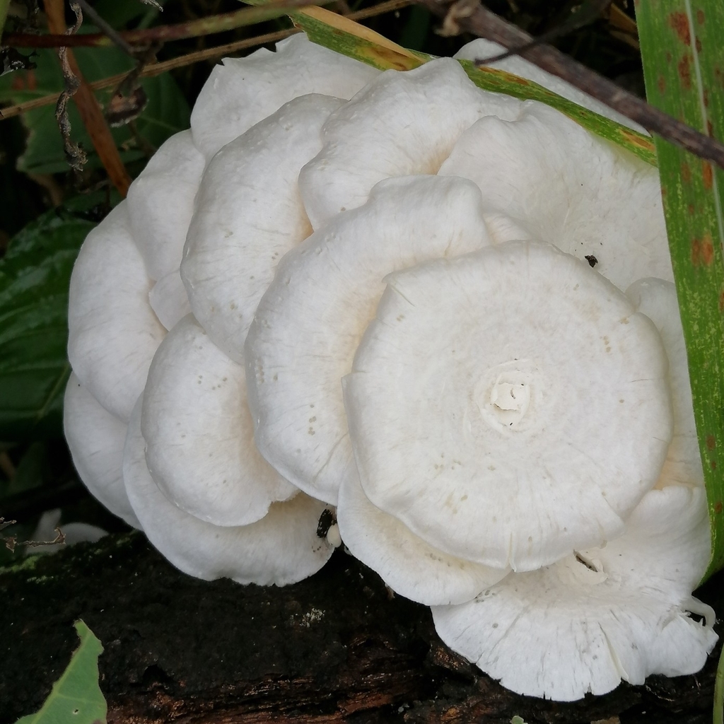 Lentinus concavus · December 2020 · photo: © kozue (iNaturalist, cc-by-sa)
