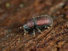 Hylurgops palliatus