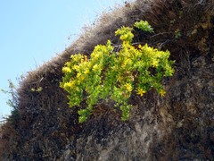 Hypericum oblongifolium