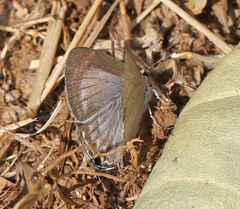 Catochrysops strabo strabo