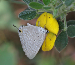 Catochrysops strabo strabo