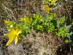 Hypericum oblongifolium