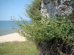 Scrophularia rupestris