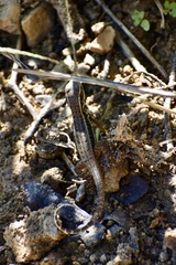 Leiocephalus cubensis