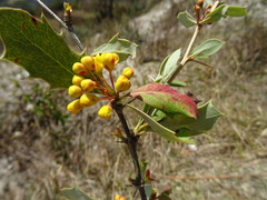 Berberis asiatica
